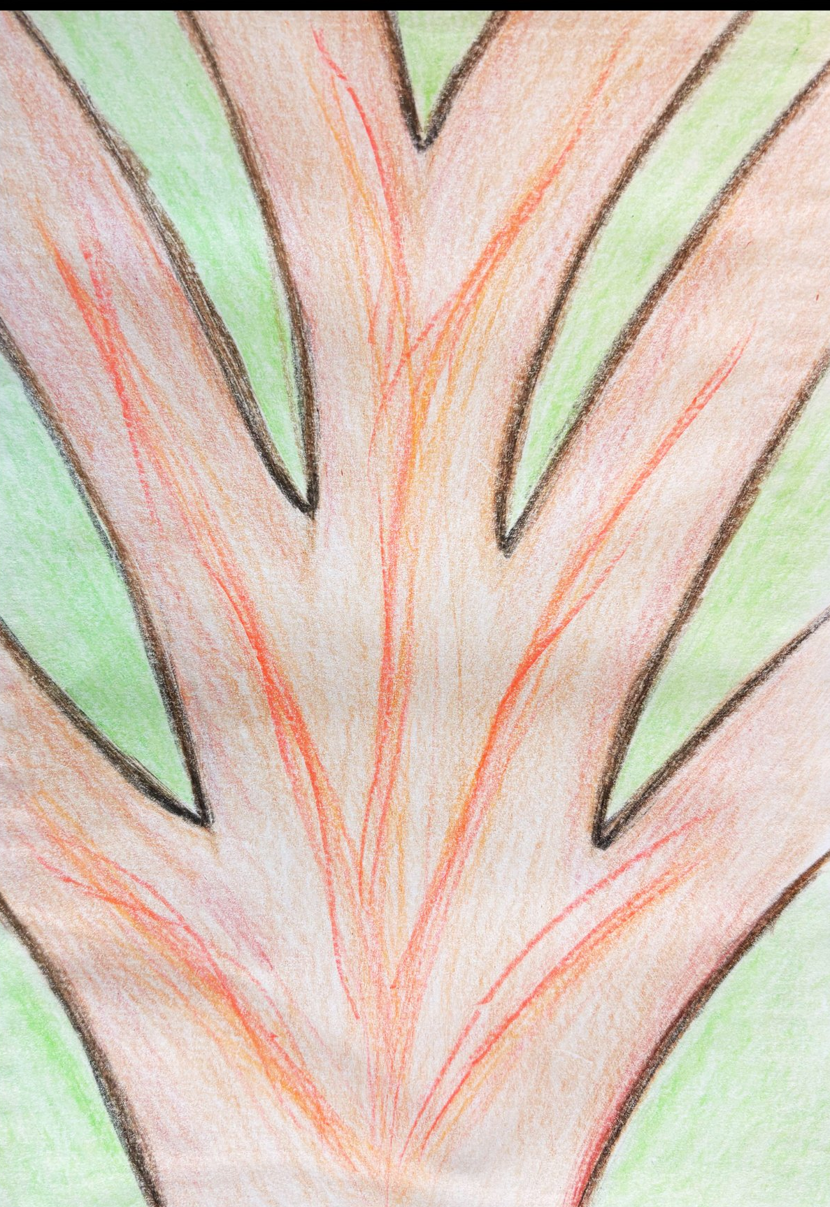 The Branches